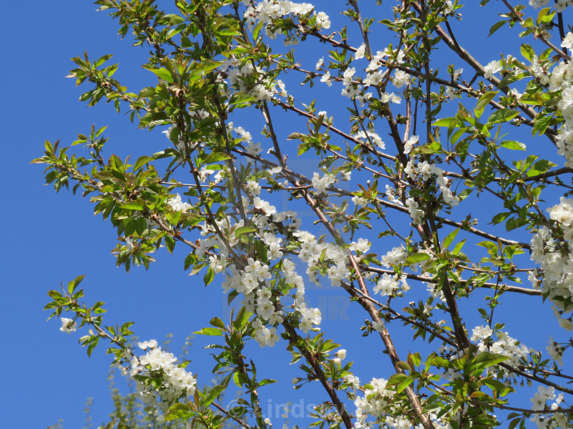 Dogwood tree in bloom on blue sky - License, download or print for £3.
